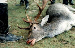 Уничтожение дикой природы охотниками