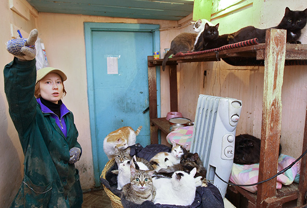 Волонтер в комнате для содержания кошек новосибирского городского приюта 