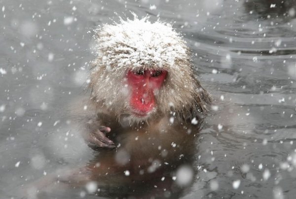 Японские макаки зимой греются в озере (10 фото)